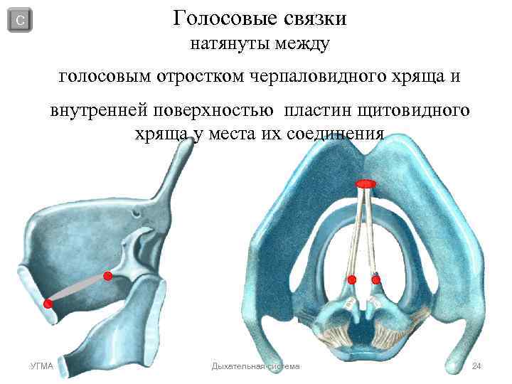 Голосовые связки у человека фото