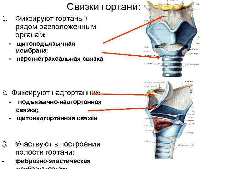 К непарным хрящам гортани относятся