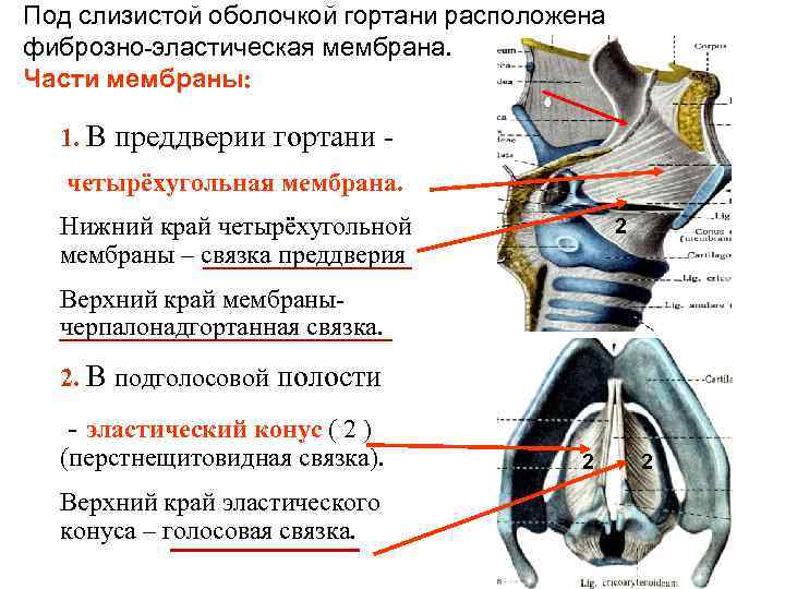 Под слизистой оболочкой гортани расположена фиброзно-эластическая мембрана. Части мембраны: 1. В преддверии гортани - Под слизистой оболочкой гортани расположена фиброзно-эластическая мембрана. Части мембраны: 1. В преддверии гортани -