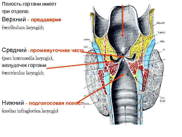 Полость гортани имеет три отдела: Верхний – преддверие (vestibulum laryngis); Средний - промежуточная часть Полость гортани имеет три отдела: Верхний – преддверие (vestibulum laryngis); Средний - промежуточная часть