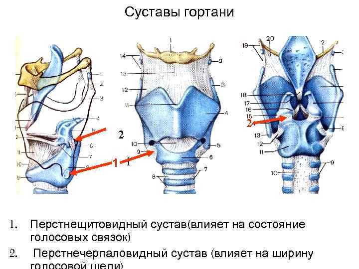 Суставы гортани 2 1 Суставы гортани 2 1