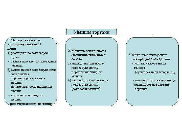 Мышцы гортани 1. Мышцы, влияющие на ширину голосовой Мышцы гортани 1. Мышцы, влияющие на ширину голосовой