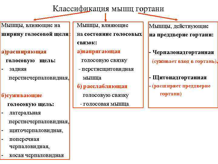 Классификация мышц гортани Мышцы, влияющие на Мышцы, влияющие Классификация мышц гортани Мышцы, влияющие на Мышцы, влияющие