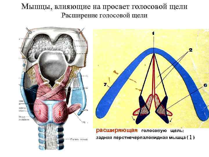 Мышцы, влияющие на просвет голосовой щели Расширение голосовой щели 1 Мышцы, влияющие на просвет голосовой щели Расширение голосовой щели 1