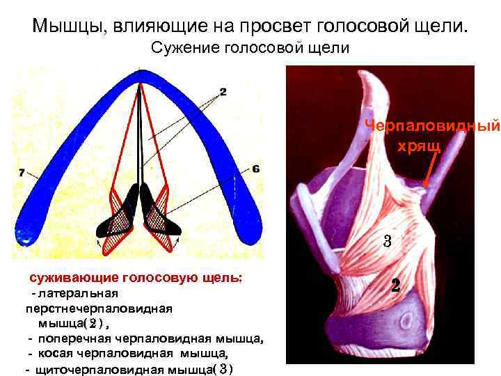 Мышцы, влияющие на просвет голосовой щели. Сужение голосовой щели Мышцы, влияющие на просвет голосовой щели. Сужение голосовой щели