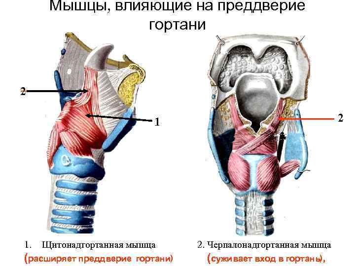 Мышцы, влияющие на преддверие гортани 2 Мышцы, влияющие на преддверие гортани 2