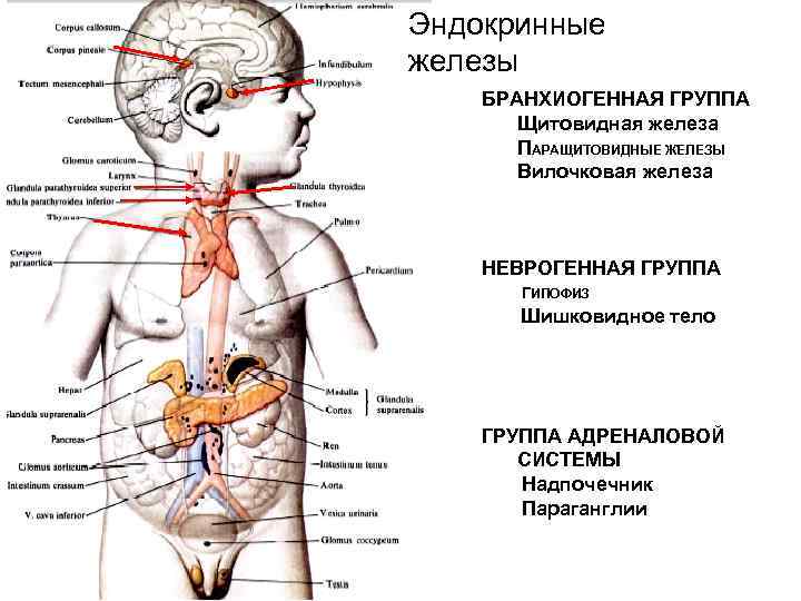 Эндокринные железы БРАНХИОГЕННАЯ ГРУППА Щитовидная железа ПАРАЩИТОВИДНЫЕ ЖЕЛЕЗЫ Вилочковая железа Эндокринные железы БРАНХИОГЕННАЯ ГРУППА Щитовидная железа ПАРАЩИТОВИДНЫЕ ЖЕЛЕЗЫ Вилочковая железа