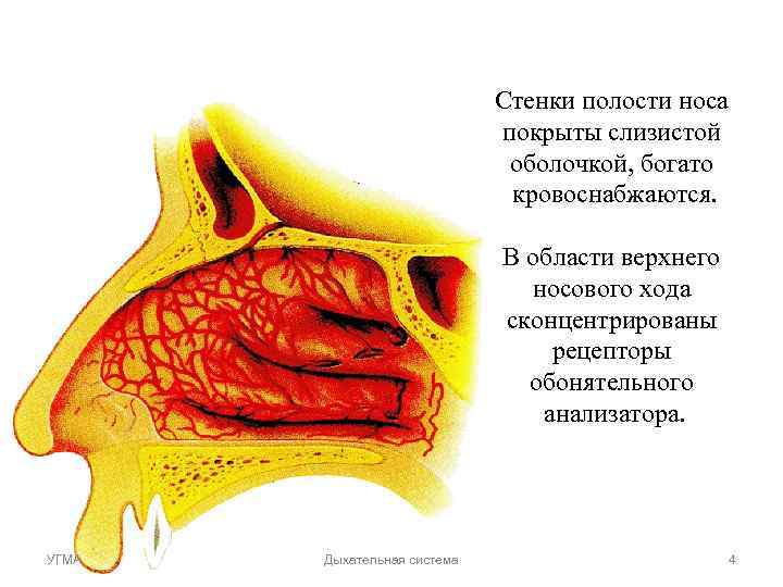 Стенки полости носа покрыты слизистой Стенки полости носа покрыты слизистой