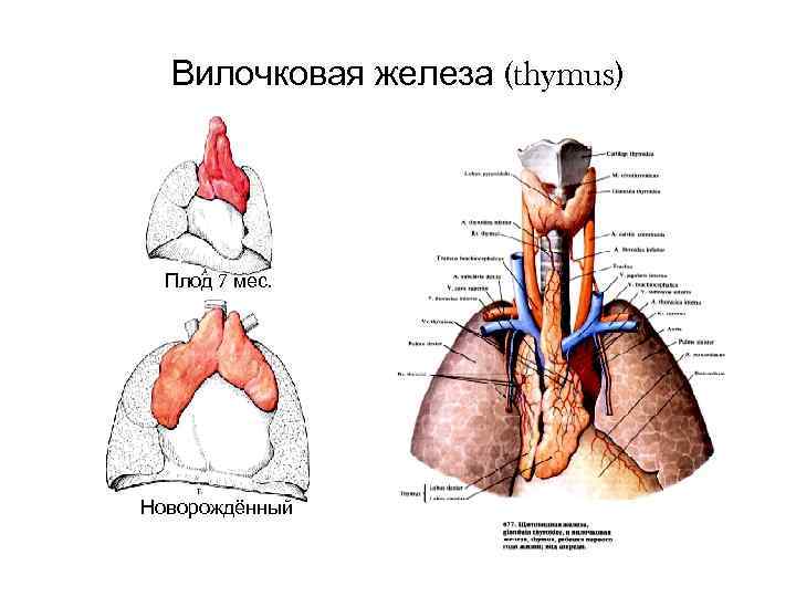 Вилочковая железа (thymus) Плод 7 мес. Новорождённый Вилочковая железа (thymus) Плод 7 мес. Новорождённый