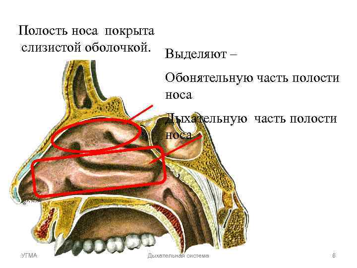 Полость носа покрыта слизистой оболочкой. Выделяют – Обонятельную часть полости Полость носа покрыта слизистой оболочкой. Выделяют – Обонятельную часть полости