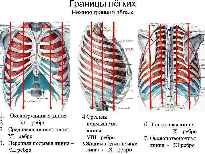     Границы лёгких     Нижняя граница лёгких 1.