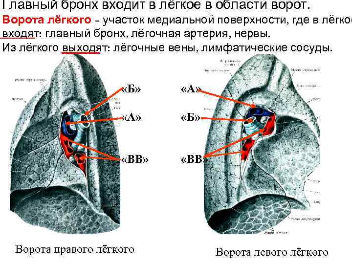 Главный бронх входит в лёгкое в области ворот. Ворота лёгкого – участок медиальной поверхности,