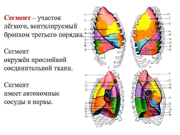 Участки легкого