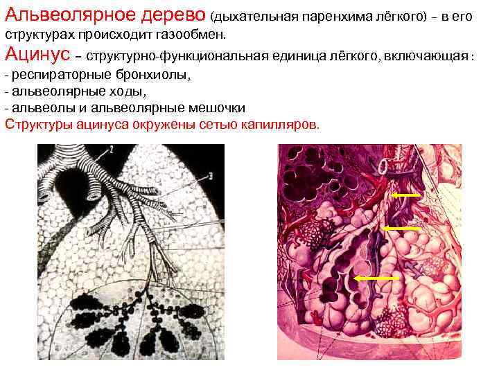 Для описания расчетной схемы паренхимы до деформации вносят допущение о том что все альвеолы