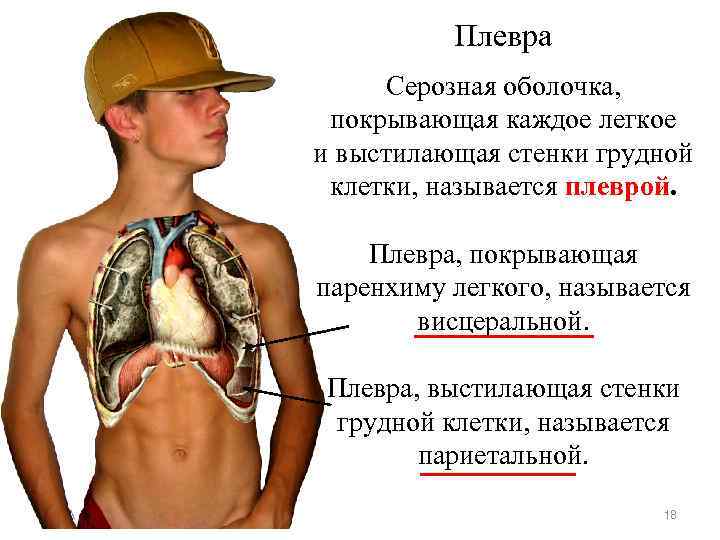    Плевра   Серозная оболочка,   покрывающая каждое легкое 