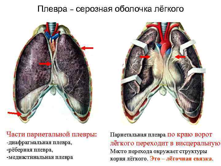    Плевра – серозная оболочка лёгкого Части париетальной плевры:  Париетальная плевра