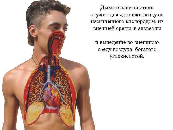   Дыхательная система служит для доставки воздуха, насыщенного кислородом, из внешней среды в
