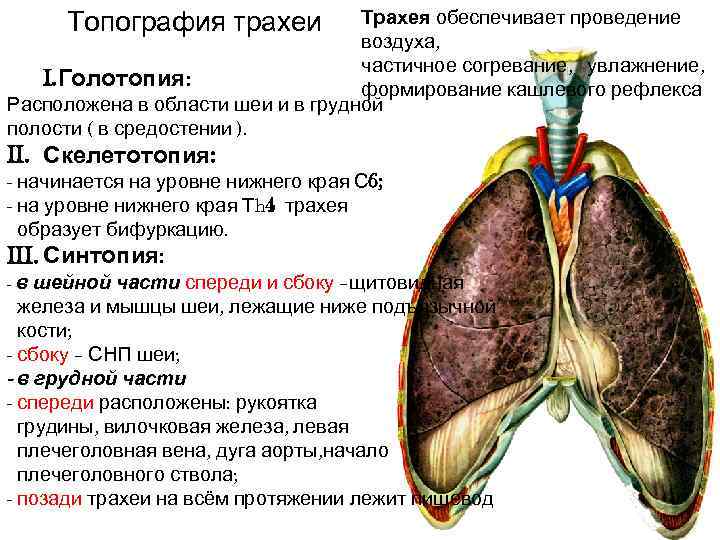 Трахея фото где находится