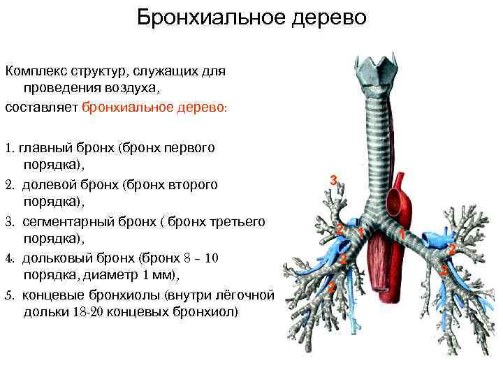 Бронхиальное дерево схема