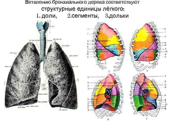 Схема строения бронхиального дерева