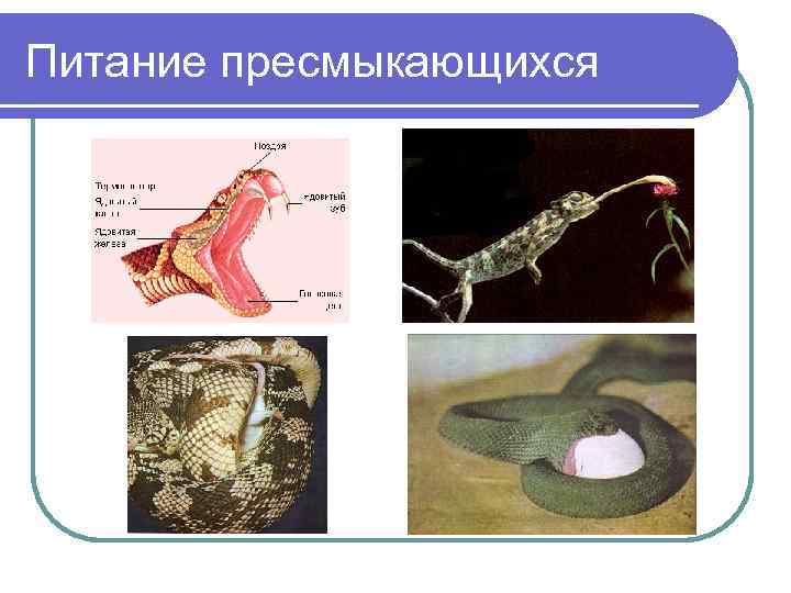Питание пресмыкающихся 