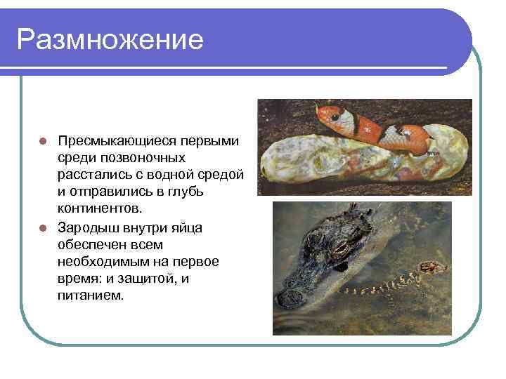 Размножение  l Пресмыкающиеся первыми  среди позвоночных  расстались с водной средой 