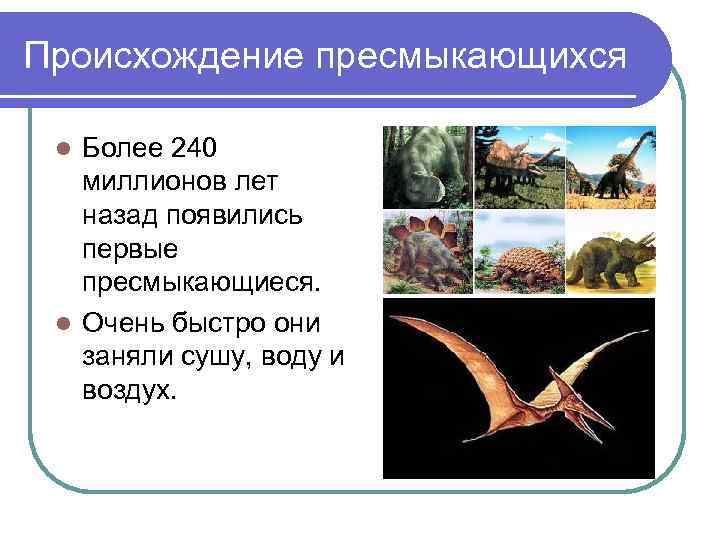 Происхождение пресмыкающихся  l Более 240  миллионов лет  назад появились  первые