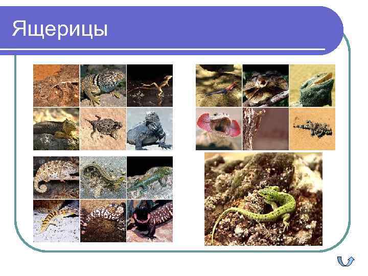Ящерицы 
