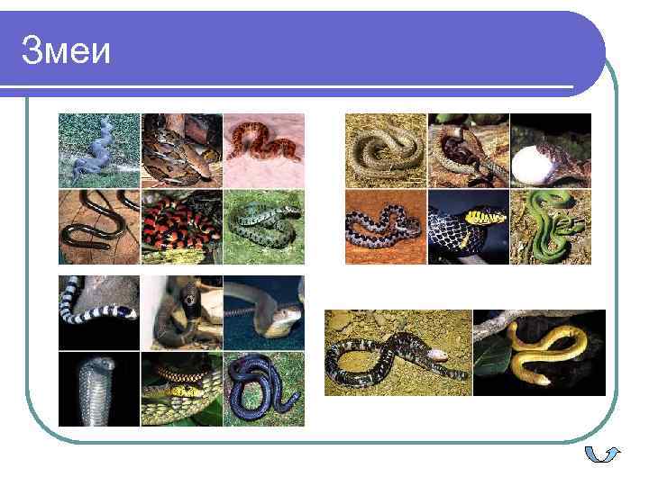Змеи 