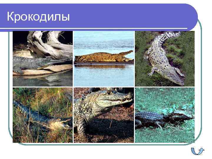 Крокодилы 
