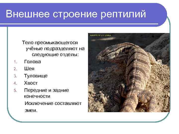 Внешнее строение рептилий  Тело пресмыкающегося   учёные подразделяют на  следующие отделы: