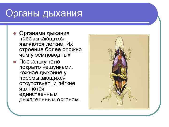 Органы дыхания l Органами дыхания  пресмыкающихся  являются лёгкие. Их  строение более