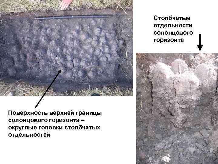 Столбчатые отдельности солонцового горизонта Поверхность верхней границы солонцового горизонта – округлые головки столбчатых отдельностей