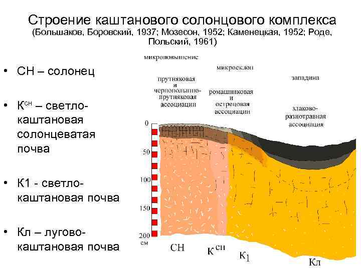 Строение каштанового солонцового комплекса (Большаков, Боровский, 1937; Мозесон, 1952; Каменецкая, 1952; Роде, Польский, 1961)