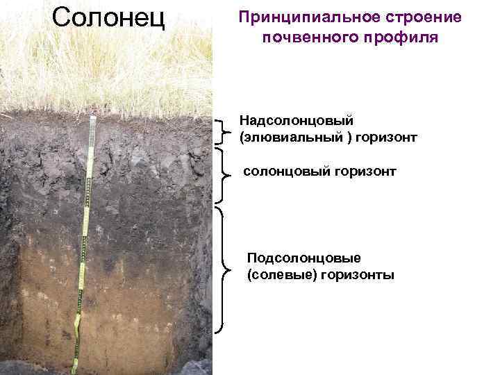 Солонец Принципиальное строение почвенного профиля Надсолонцовый (элювиальный ) горизонт солонцовый горизонт Подсолонцовые (солевые) горизонты