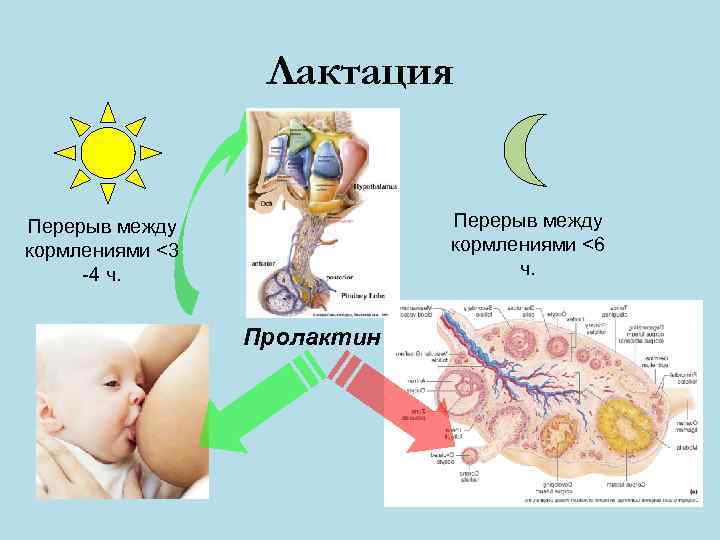    Лактация  Перерыв между кормлениями <3    кормлениями <6
