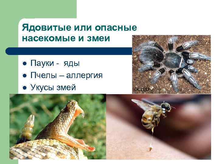 Ядовитые или опасные насекомые и змеи l  Пауки - яды l  Пчелы