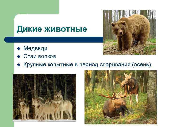 Дикие животные l  Медведи l  Стаи волков l  Крупные копытные в