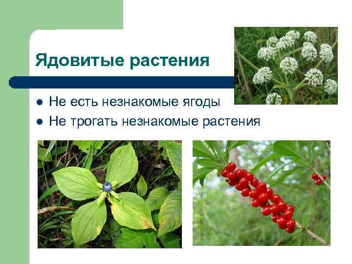 Ядовитые растения l  Не есть незнакомые ягоды l  Не трогать незнакомые растения