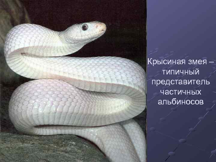 Крысиная змея –  типичный представитель  частичных  альбиносов 
