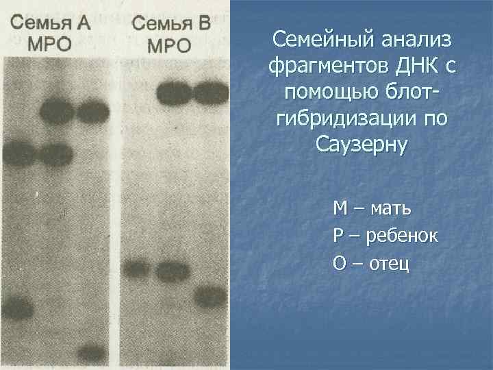 Семейный анализ фрагментов ДНК с помощью блот- гибридизации по Саузерну  М – мать