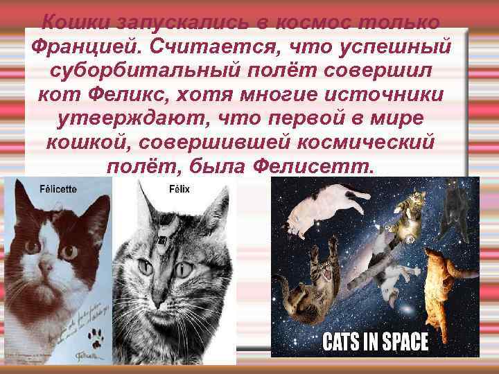 Кошки запускались в космос только Францией. Считается, что успешный  суборбитальный полёт совершил