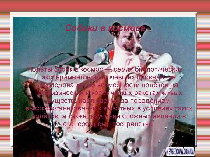    Собаки в космосе  Полёты собак в космос — серия биологических
