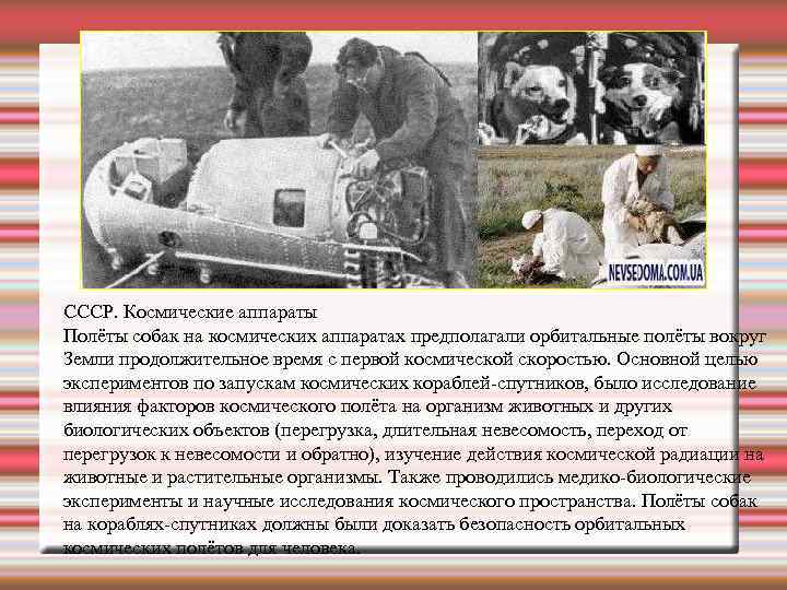 СССР. Космические аппараты Полёты собак на космических аппаратах предполагали орбитальные полёты вокруг Земли продолжительное
