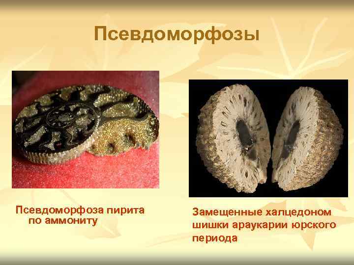   Псевдоморфозы Псевдоморфоза пирита  Замещенные халцедоном  по аммониту   шишки