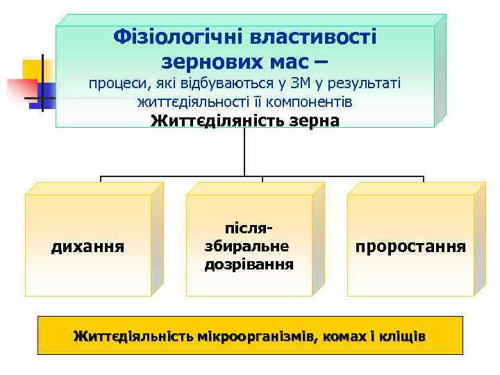   Фізіологічні властивості   зернових мас – процеси, які відбуваються у ЗМ