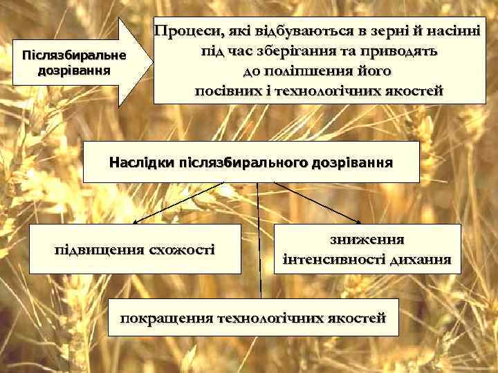    Процеси, які відбуваються в зерні й насінні Післязбиральне  під час