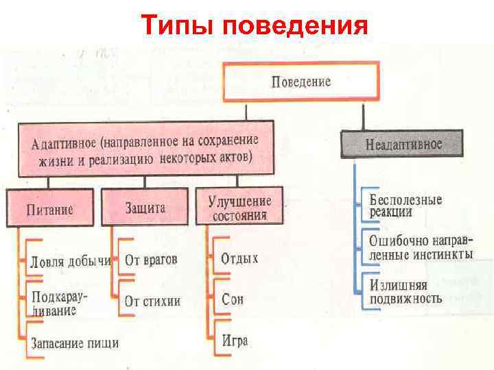 Типы поведения 