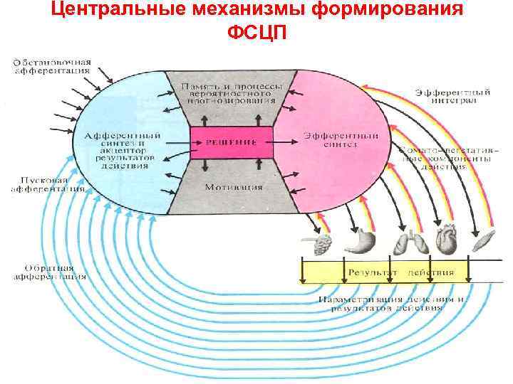 Центральные механизмы формирования    ФСЦП 