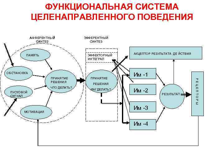 Функциональная система это. Функциональная система целенаправленного поведения. Стадия афферентного синтеза. Функциональная система это в психологии. Афферентный Синтез это физиология.